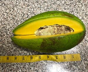 8 inch long catalinaavocado